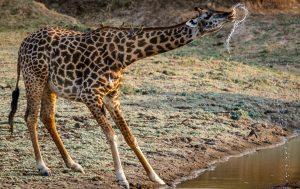 Giraffe drinking water in Saadani National Park Tanzania