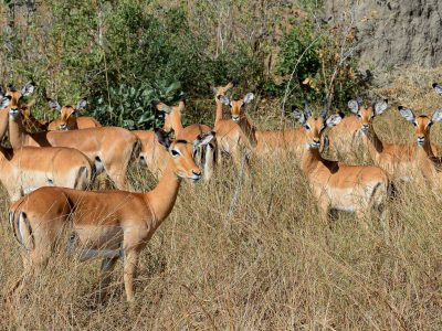 Antelopes in Saadani National Park Tanzania Safari