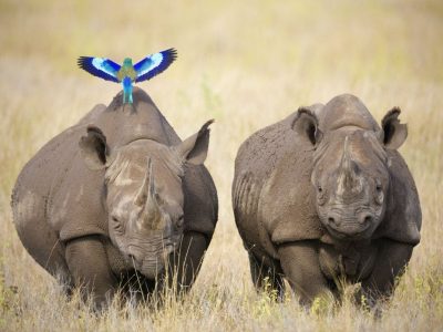 Two black rhinos Tanzania Safari