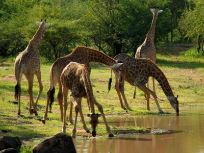 Giraffes drinking in Saadani National Park Tanzania Safari