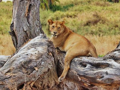 saadani-lion-on-tree-Tanzania-Safari